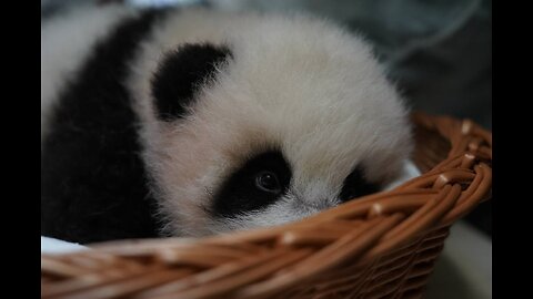 🐼 A panda cub at the Moscow Zoo was examined outside the incubator for the first time