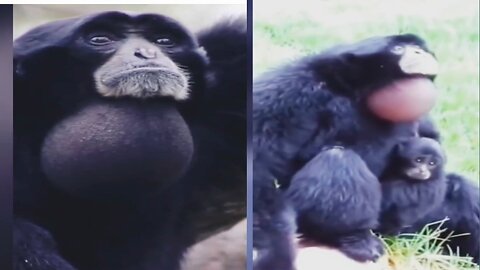 A monkey speaking with a balloon on his neck