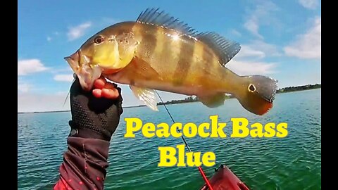 #15 Peacock Bass Blue - Kayak Fishing - Ultralight Style