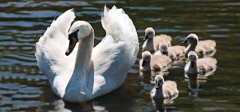 funny swans ducks water white bird animal