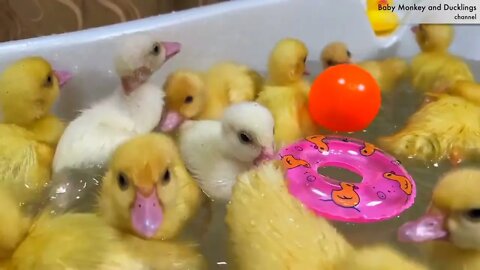 Funny Ducklings jump and swim in the mini bath for baby