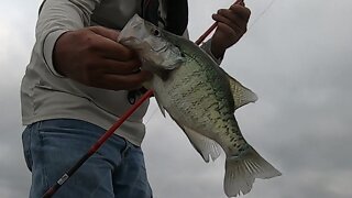 Sammich size crappie.