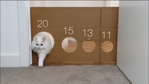 cat super power challenge