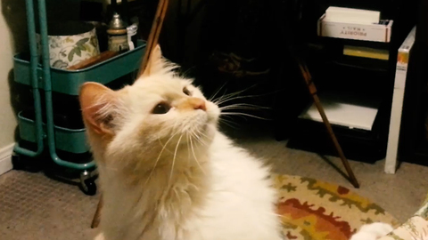 Richard the Ragdoll cat gives owner a high five