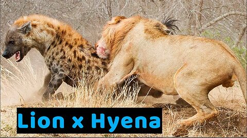 When Hyenas And Lions Fight