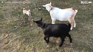 Uma amizade improvável: duas cabras e uma cadela