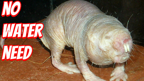 How Ugly Are Naked Mole Rats?