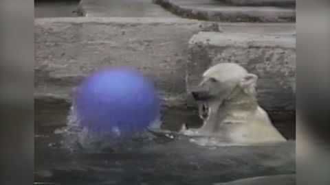 Polar Bear's Favorite Toy