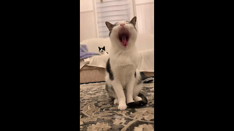 Funny cat singing opera #shorts