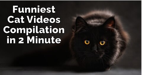 Funniest Cat Videos Compilation in 2 Minute