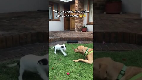 Dog saying good morning - Hilarious Dog video Tiktok #shorts