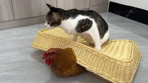 Stop laughing😂! The arrogant hen was finally subdued by the cat.Cute and funny animal video