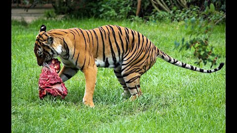 Frank, Funny Frank Tiger and dog !!