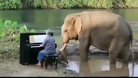 How peacefully elephant listen music