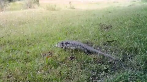 Lagarto Overo. Es el lagarto más grande del Uruguay