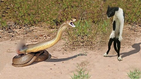 Black CAT vs Black SNAKE. WAR!!!!!!!!