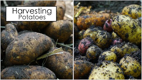 This Years Big Potato Harvest