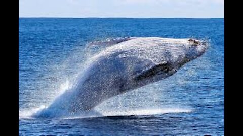 Une magnifique baleine qui mange en jouant