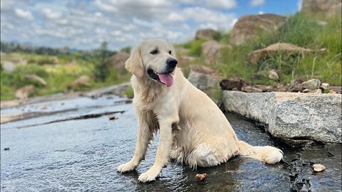 Golden Retriever | Memories | #goldenretriever #memories