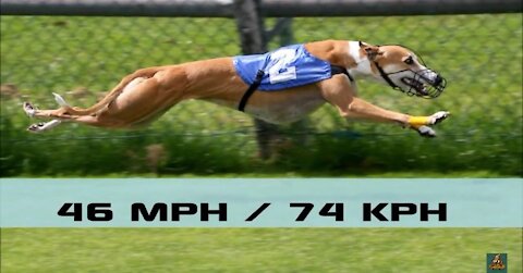 Top 10 fastest Animal in the world in 2020