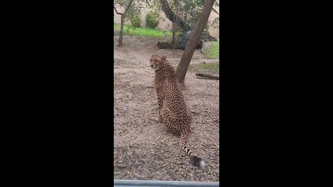 JARDIM ZOOLÓGICO EM LISBOA | #SHORTS