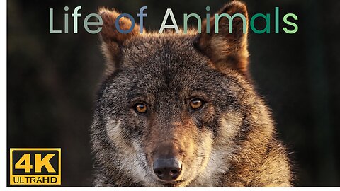 Incredible Animals: The 4K 60FPS Experience