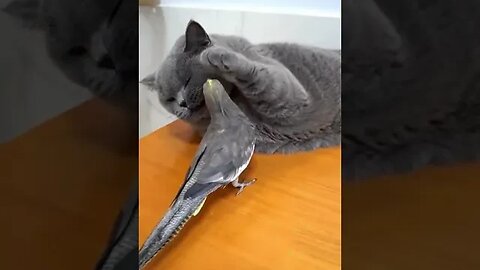 Cat playing with Parrot #pet #2023