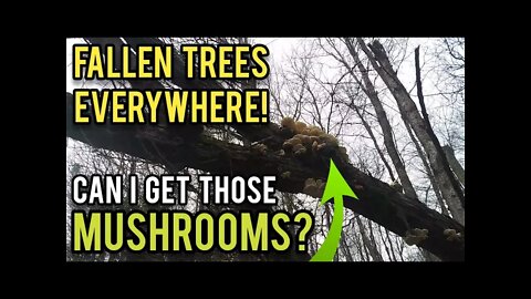 Trees Down Everywhere and All I Can See is Mushrooms! - Ann's Tiny Life