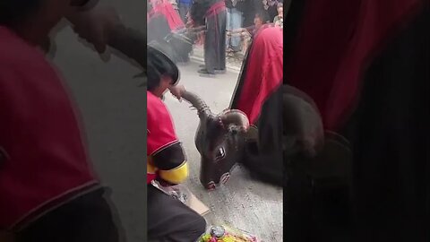 bantengan ritual kepala