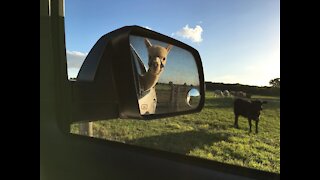 Back Seat Driver How We Rolled - Loading Our Alpacas For A Trip Into Houston