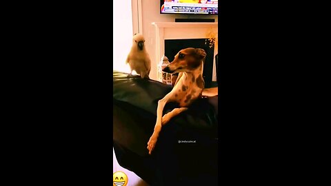 Funny Dogs And Cats Videos 2024 - Best Funniest Animal Videos Of The week