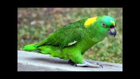 Cute parrot playing toy -funny parrot