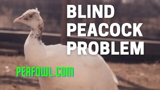 Blind Peacock Problem, Peacock Minute, peafowl.com