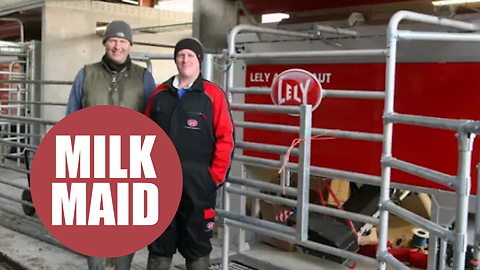 Robotic 'maids' that milk cattle - whenever the cows feel like it