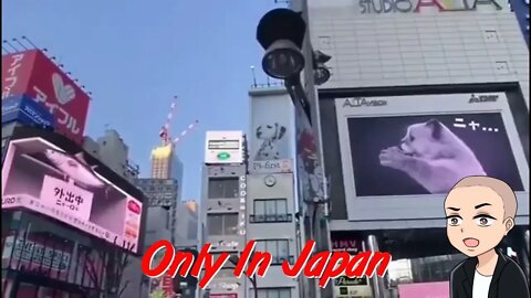 Giant Cat In 3D Billboard - Only In Japan