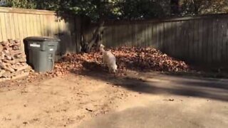 Ce chien s'amuse avec un tas de feuille