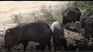 Javalina in Tucson Residents.