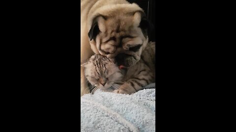 Pug Lovingly Gives Kitty Best Friend A Bath