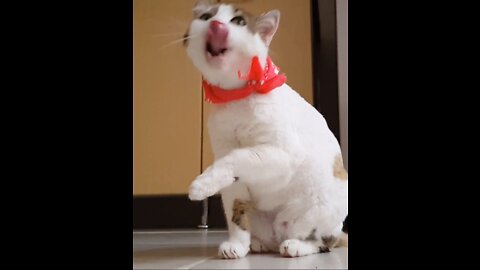 A Cute Cat Licks His Leg | Cute Animal