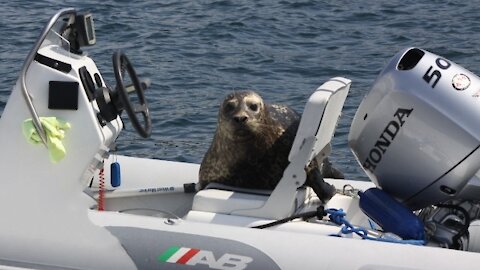 Cuddly Seals Jumping into Boats and Playing in the Water.