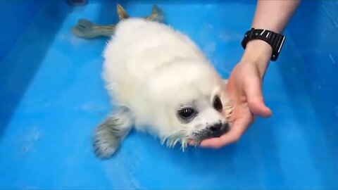 very cute baby seal