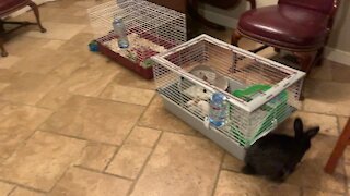 Recently Neutered Male Rabbit Chasing the Female