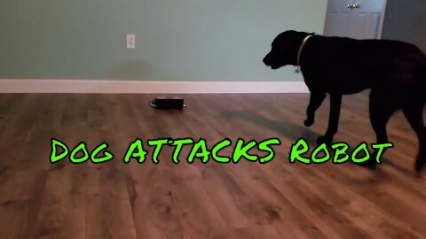 Funny! Dog vs iRobot Braava