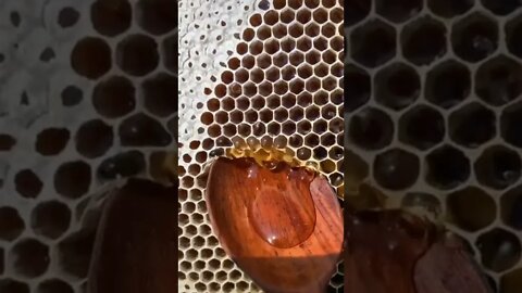 Honey Extraction