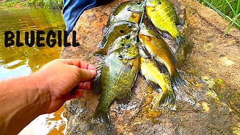 COOKING FISH! BLUEGILL CATCH AND COOK