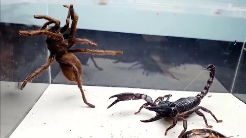 SCORPION vs TARANTULA SPIDER FIGHTING FOR PREY, who will win? Insect Stories-14