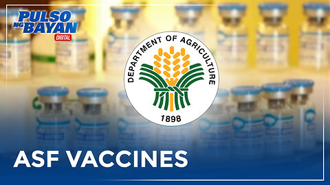 DA, target makumpleto ang pagbili ng 600k ASF vaccines bago matapos ang 2024