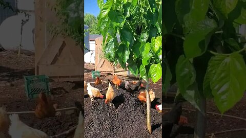 COMPOST for the WIN! #permaculture #homesteading #chickens #compost