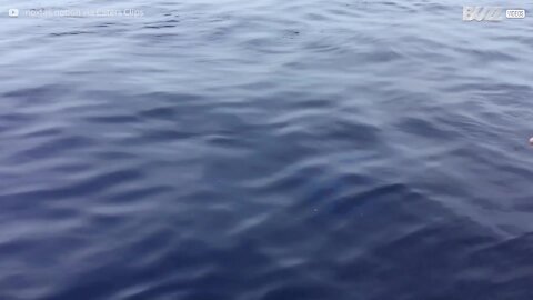 Cette baleine se donne en spectacle devant des touristes