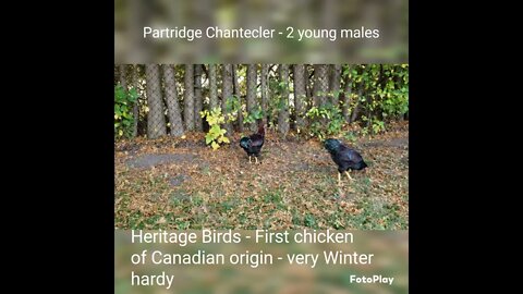 Pair of young Partridge Chantecler males foraging.